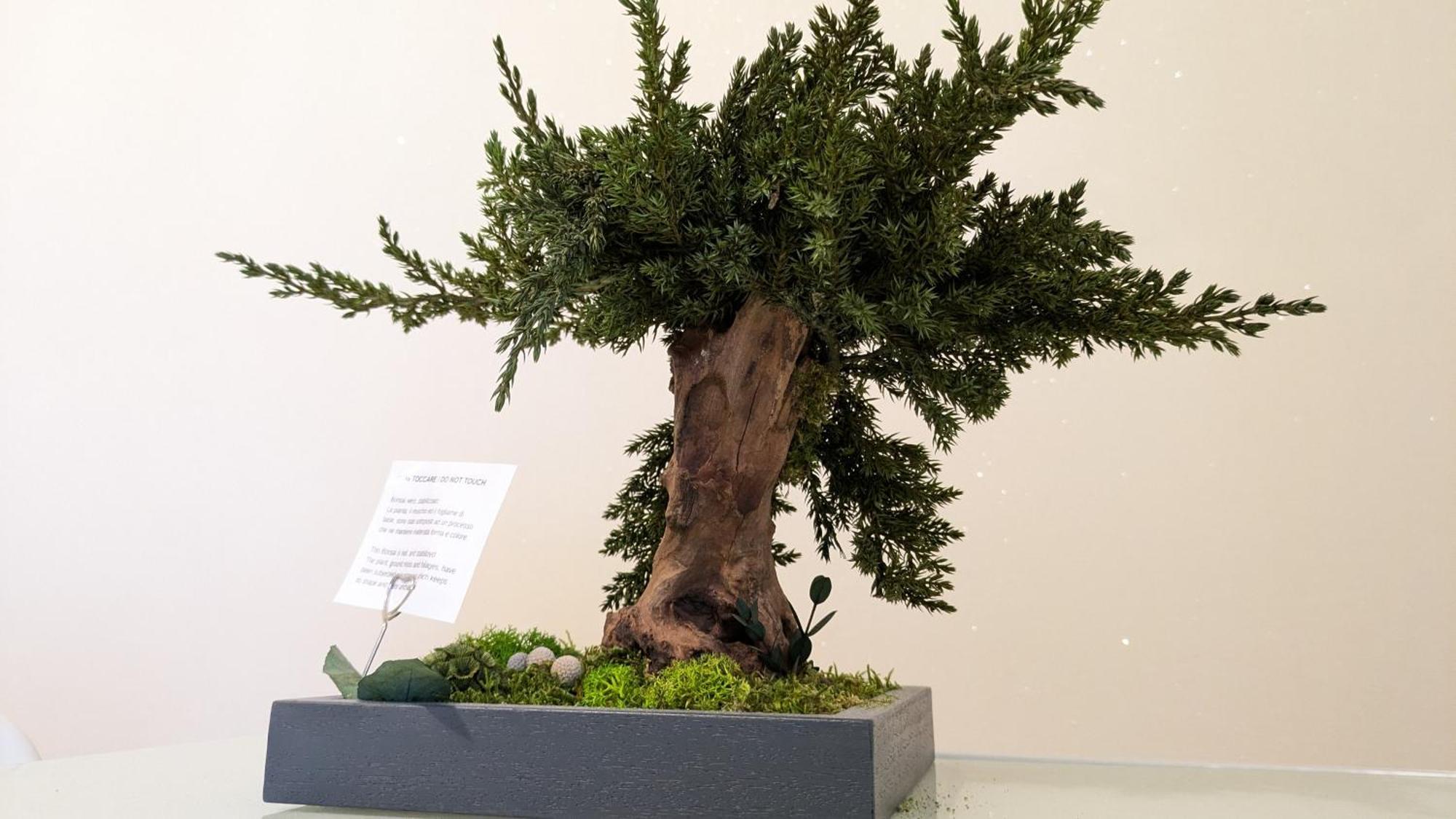 פיומיצ'ינו Bonsai Bed & Breakfast מראה חיצוני תמונה